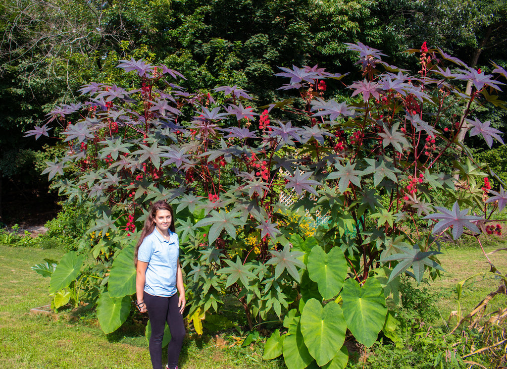 Where does one find overalls now?