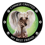 Chinese Crested My Best Friend Dog Breed Magnet